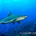 shark_greyreef_kk_h_0705_png1449.jpg